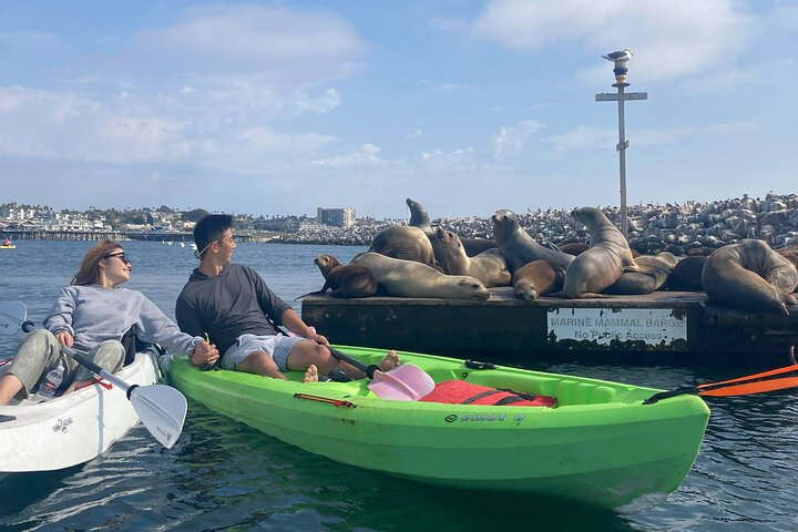 Get up close and personal to these beautiful Sea Lions as they cuddle and welcome you with a bark.